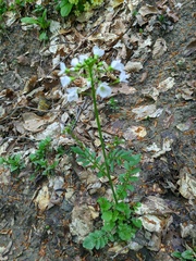 Cardamine tenera