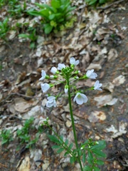 Cardamine tenera