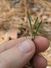 Euphorbia curtisii