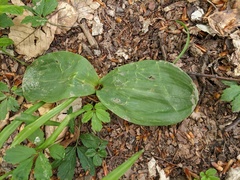 Platanthera chlorantha