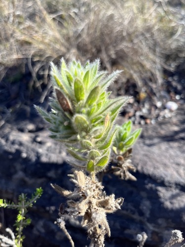 Image of Xiphotheca guthriei by (c) Charleen Brunke, some rights reserved (CC BY)