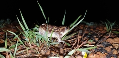 Uperodon systoma