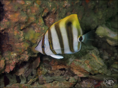 Parachaetodon ocellatus