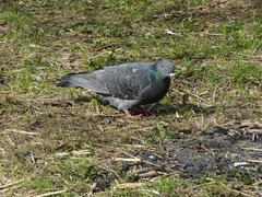 Columba livia domestica