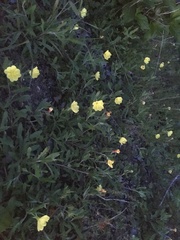 Oenothera laciniata