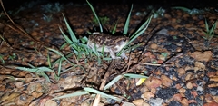 Uperodon systoma