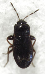 Plinthisus woodwardi