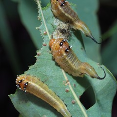 Lophyrotoma interrupta