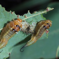 Lophyrotoma interrupta