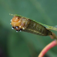 Lophyrotoma interrupta