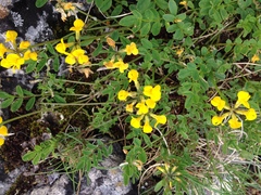 Hippocrepis comosa