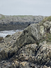 Pyrrhocorax pyrrhocorax