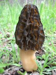 Morchella australiana