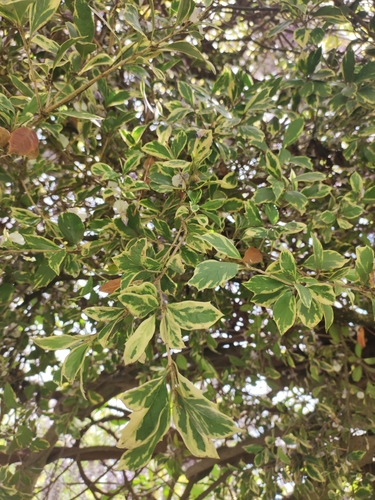 bršlen japonský (Euonymus japonicus)