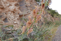 Linaria ventricosa image