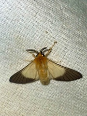 Anapisa melaleuca