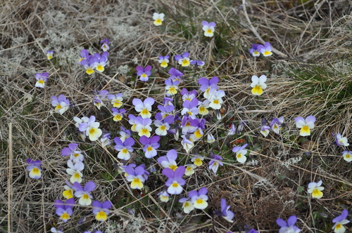 Viola tricolor