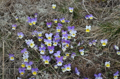 Gewöhnliches Feld-Stiefmütterchen (Viola tricolor): Herkunft und Verwendung — Foto 3
