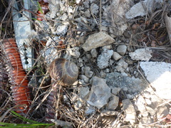 Helix lucorum