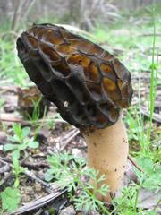 Morchella australiana