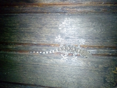 Tarentola mauritanica