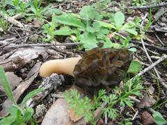 Morchella australiana