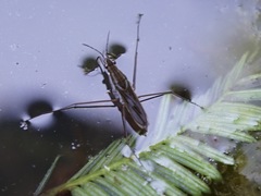 Gerris latiabdominis