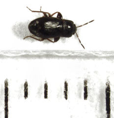 Plinthisus woodwardi