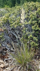 Calamagrostis ophitidis