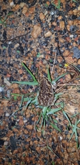 Uperodon systoma