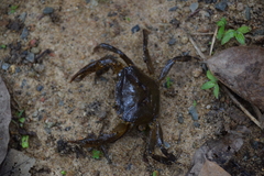 Parathelphusa maculata