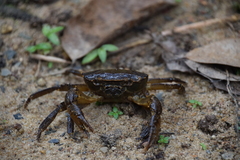 Parathelphusa maculata