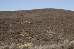 Microhodotermes viator