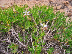 Spergularia bocconei