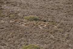 Microhodotermes viator