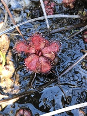 Drosera slackii
