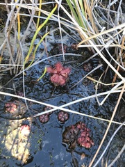 Drosera slackii