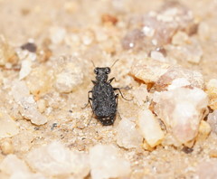 Scopodes tasmanicus