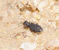 Scopodes tasmanicus