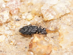 Scopodes tasmanicus