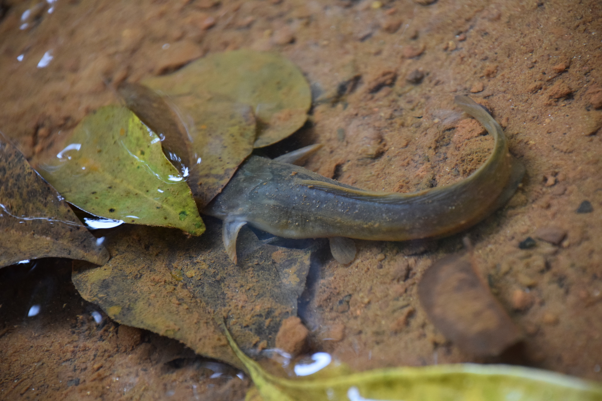 Clarias batrachus (Linnaeus, 1758)