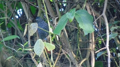 Thamnophilus palliatus