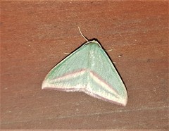 Chlorerythra rubriplaga