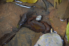 Parathelphusa maculata