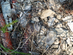 Helix lucorum