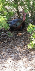 Meleagris gallopavo osceola