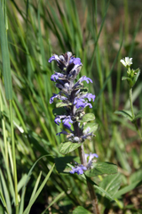 Ajuga reptans