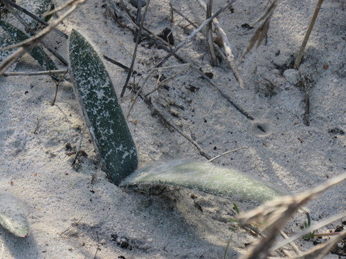 Haemanthus pubescens