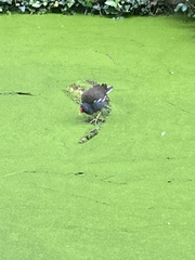 Gallinula chloropus
