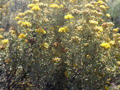 Pentzia dentata